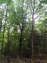 chrapfe-chriesi4_Easy-Resize.com_.jpg