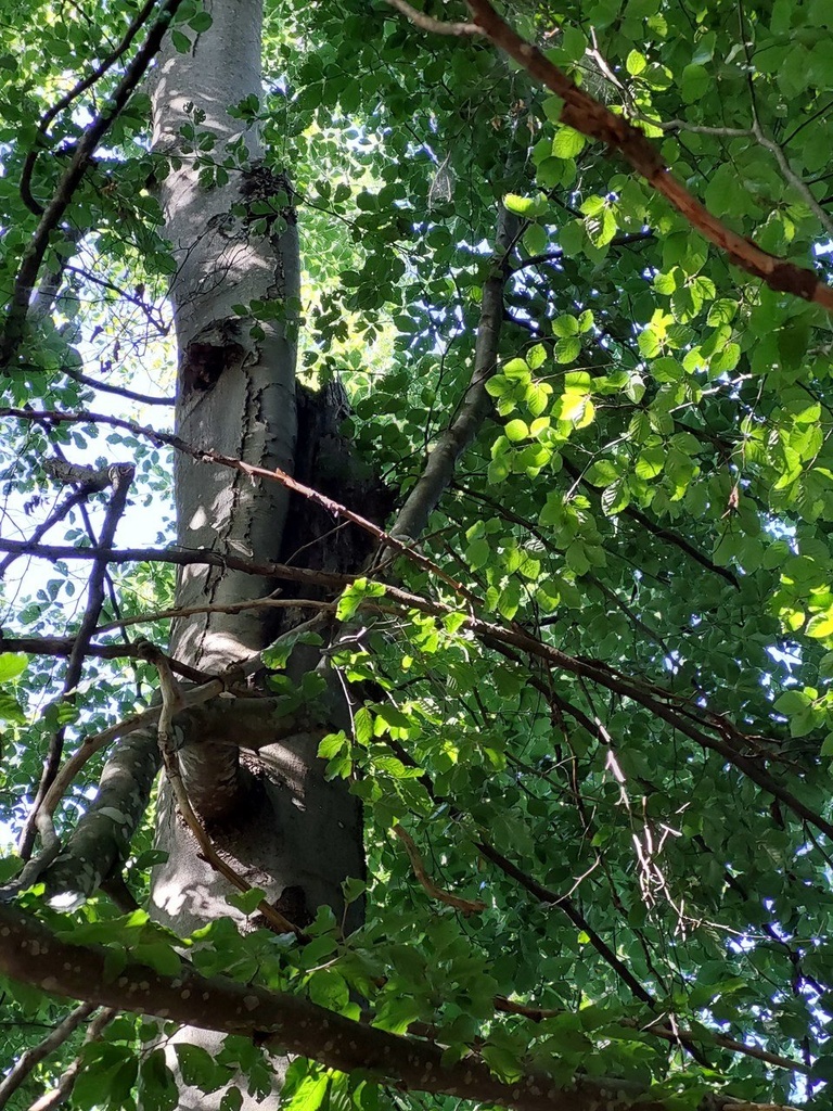 Paradiesvogel-2_Easy-Resize.com_.jpg