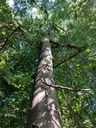 Paradiesvogel-6_Easy-Resize.com_.jpg