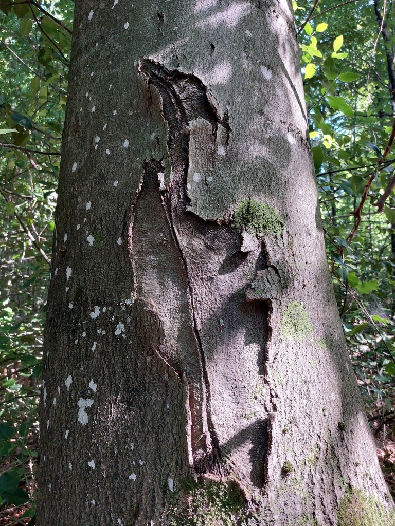 Paradiesvogel-7_Easy-Resize.com_.jpg