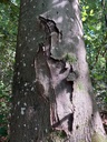 Paradiesvogel-7_Easy-Resize.com_.jpg
