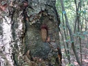 Dazelwurmbirke-4_Easy-Resize.com_.jpg