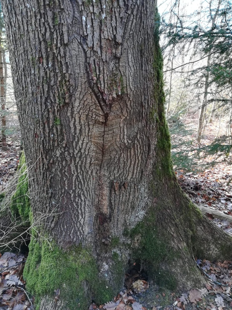 Koenigin-des-Waldes-2-scaled.jpg