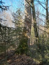Koenigin-des-Waldes-3-scaled.jpg
