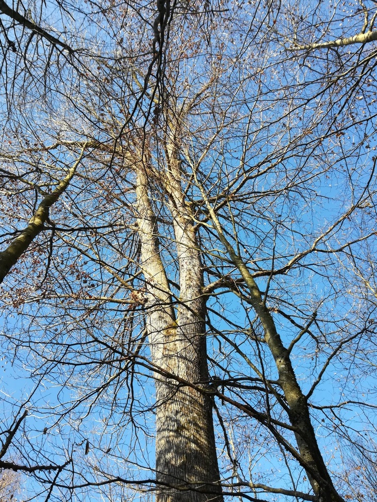Koenigin-des-Waldes-4-scaled.jpg
