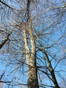 Koenigin-des-Waldes-4-scaled.jpg
