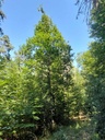 Aeuglieiche-11_Easy-Resize.com_.jpg