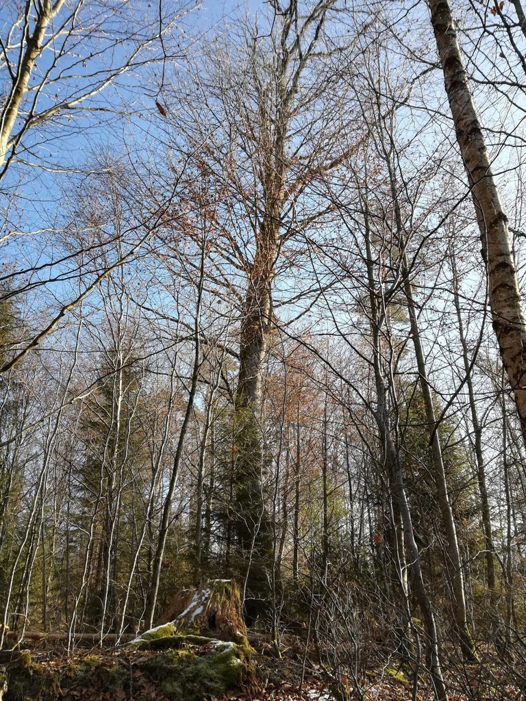Koenigin-des-Waldes-5-scaled.jpg