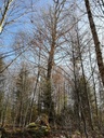Koenigin-des-Waldes-5-scaled.jpg