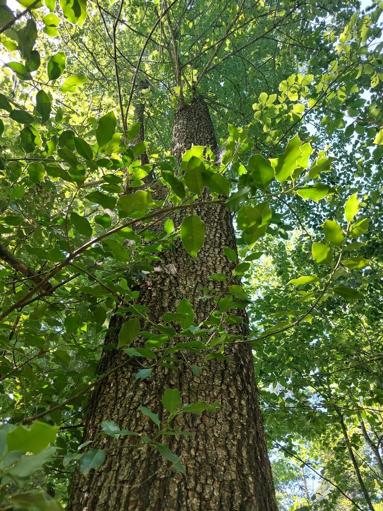 Dreimaster-3_Easy-Resize.com_.jpg