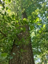 Dreimaster-3_Easy-Resize.com_.jpg