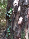 Koenigsfoehre-5_Easy-Resize.com_.jpg