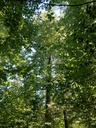 Friedensbuche-4_Easy-Resize.com_.jpg