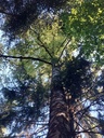 Betulara-2_Easy-Resize.com-1.jpg