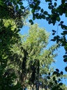Betulara-4_Easy-Resize.com_.jpg