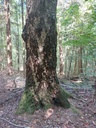 Betulara-6_Easy-Resize.com_.jpg