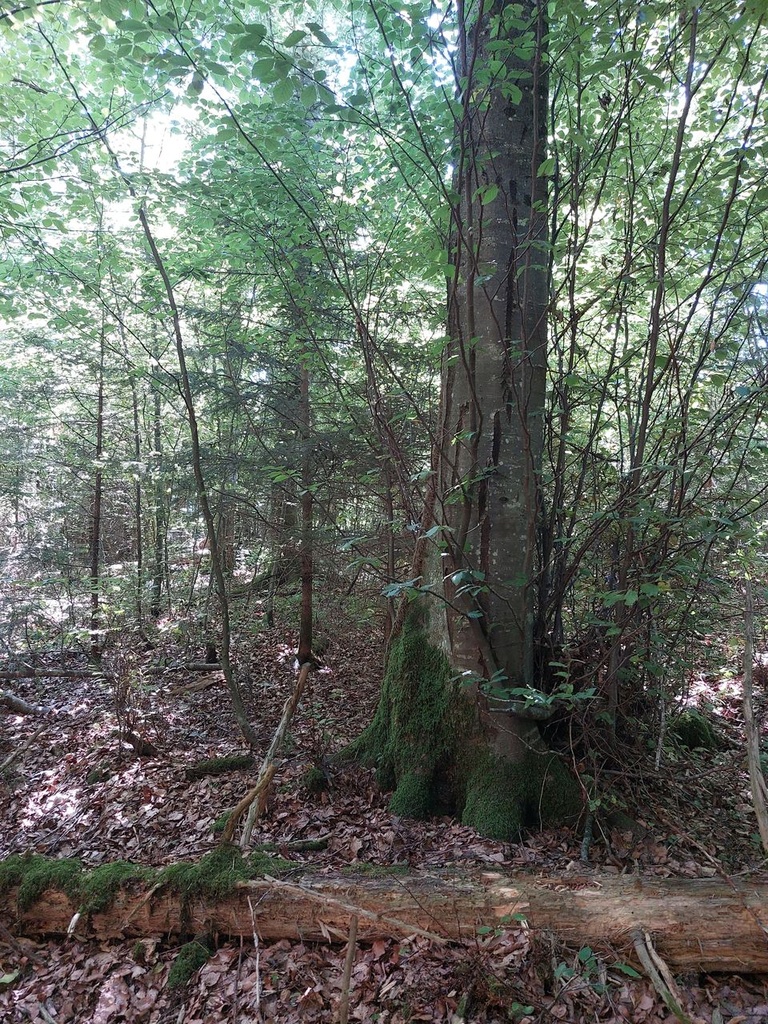 Besenbuche-5_Easy-Resize.com_.jpg