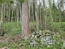 Bienli-Foehre_6_1500px.jpg
