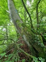 Alphorn-Buche_4_1500px.jpg