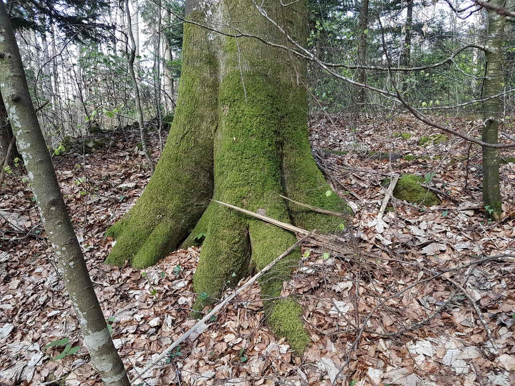 Ueberlebenskuenstler-Buche-4_Easy-Resize.com_.jpg
