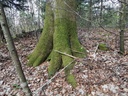 Ueberlebenskuenstler-Buche-4_Easy-Resize.com_.jpg