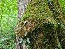 Starke-Gabel_2_1500px.jpg