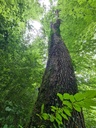 Starke-Gabel_4_1500px.jpg