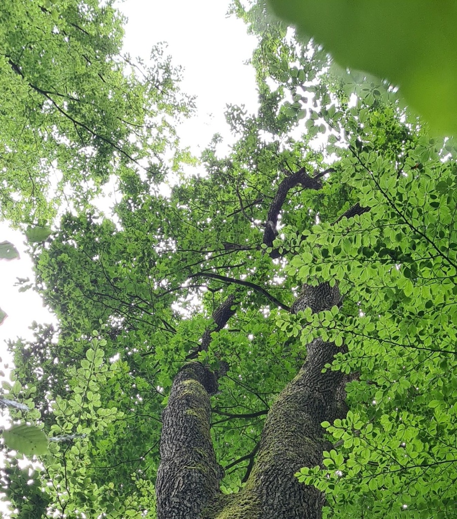Starke-Gabel_6_1500px.jpg