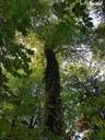 Morgentau-Buche-2-scaled.jpg