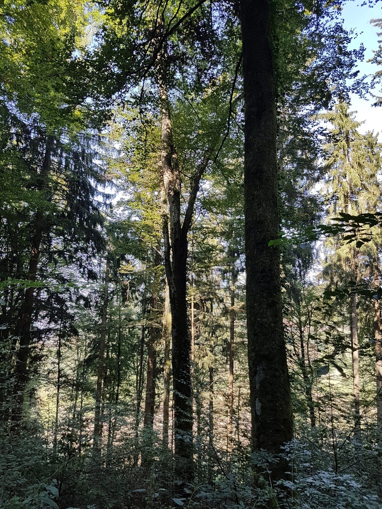 Morgentau-Buche-4-scaled.jpg