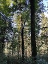 Morgentau-Buche-4-scaled.jpg