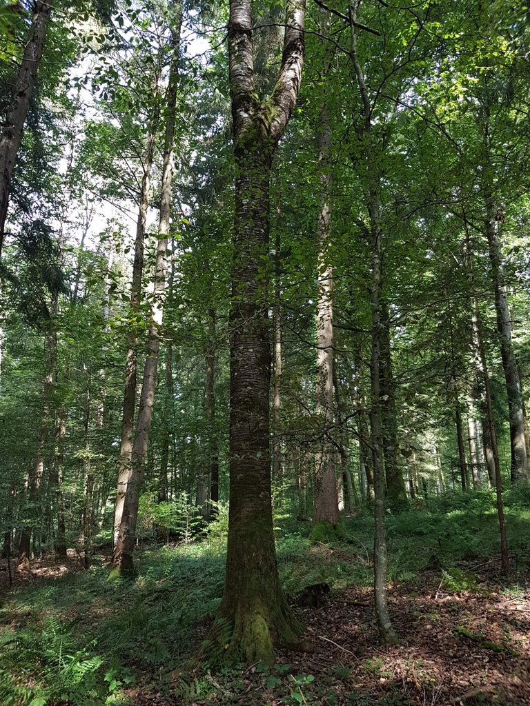 Fjalar-Kirsche-Webpage-4-scaled.jpg