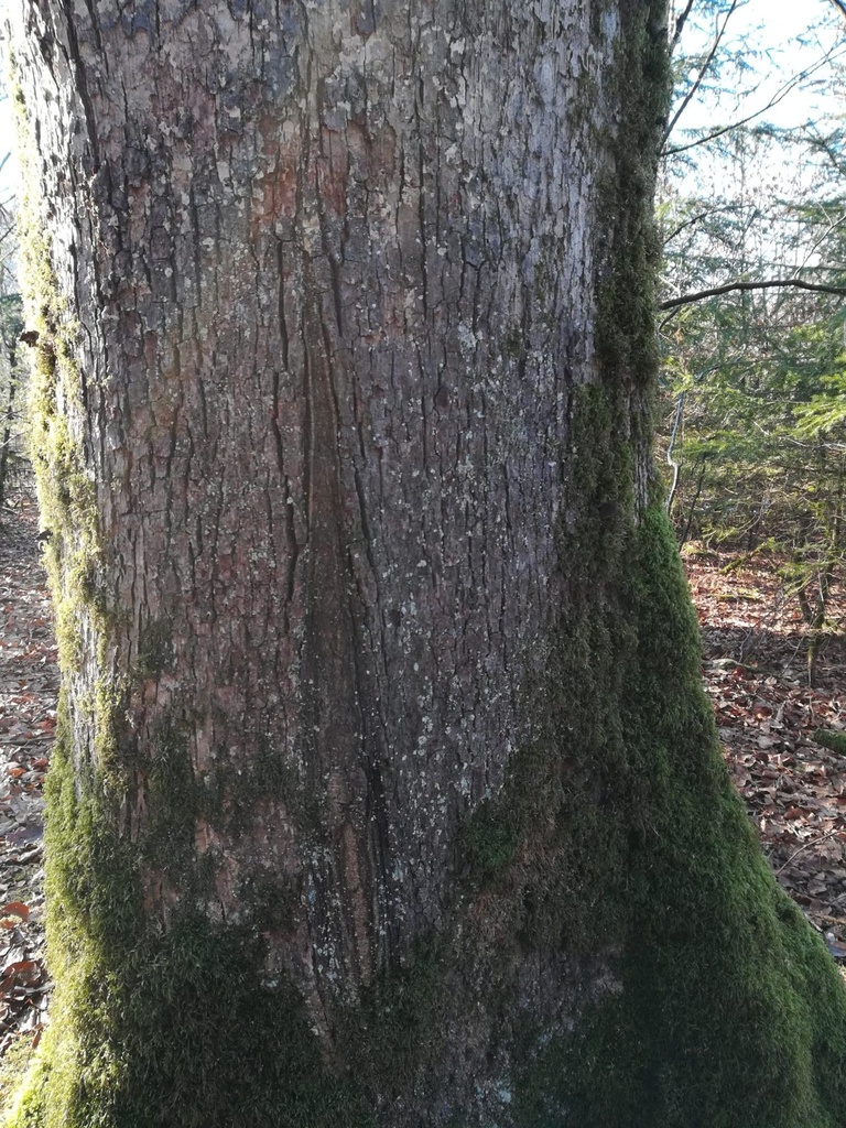 Rumpelstilzchen-3-scaled.jpg