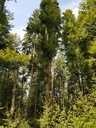 Hudelwaetter-Buche-Webpage-2-scaled.jpg