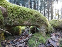 IMG_20220114_113738-Moosbeinchen-3-scaled.jpg