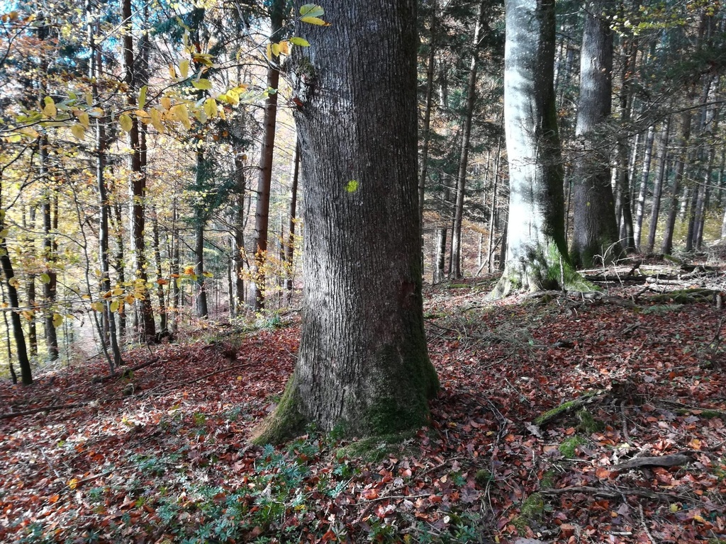 IMG_20211104_144327-Die-Standhafte-2-scaled.jpg