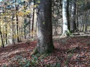 IMG_20211104_144327-Die-Standhafte-2-scaled.jpg