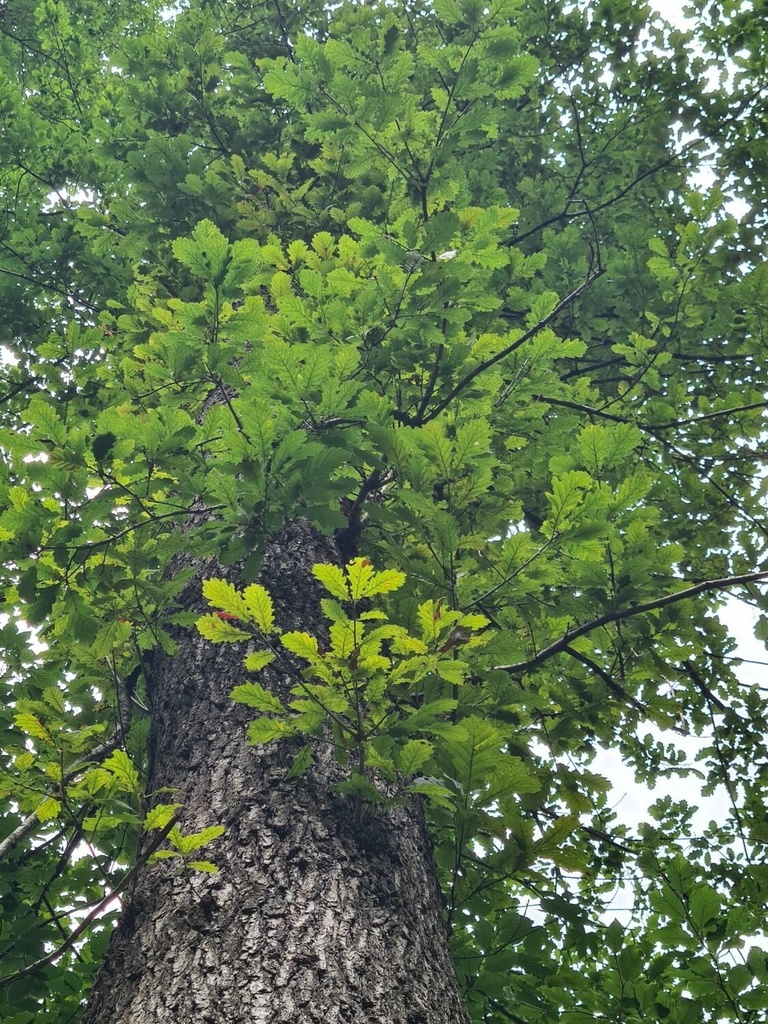 Buersteli_4_1500px-rotated.jpg