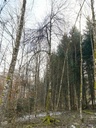IMG_20220114_113738-Moosbeinchen-5-scaled.jpg