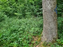 Buersteli_5_1500px.jpg