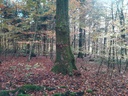 50_TEi7Die-Farbenpraechtige-2-scaled.jpg