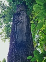 Buersteli_6_1500px-Kopie.jpg