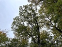 IMG_6473Elefantenfuss-Webpage-2-scaled.jpg