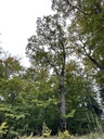 IMG_6473Elefantenfuss-Webpage-3-scaled.jpg