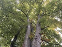 IMG_6431Buchenensemble-Webpage-2-scaled.jpg
