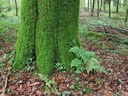 Akropolis-Buche-Webpage-2-scaled.jpg