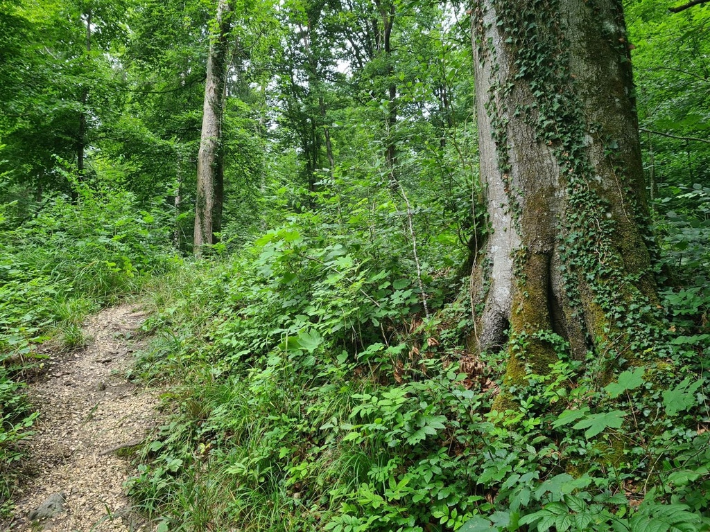 Wegbegleiterin_3_1500px.jpg