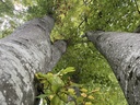 IMG_6431Buchenensemble-Webpage-4-scaled.jpg