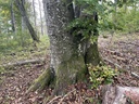 IMG_6431Buchenensemble-Webpage-5-scaled.jpg
