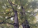 IMG_6431Buchenensemble-Webpage-6-scaled.jpg